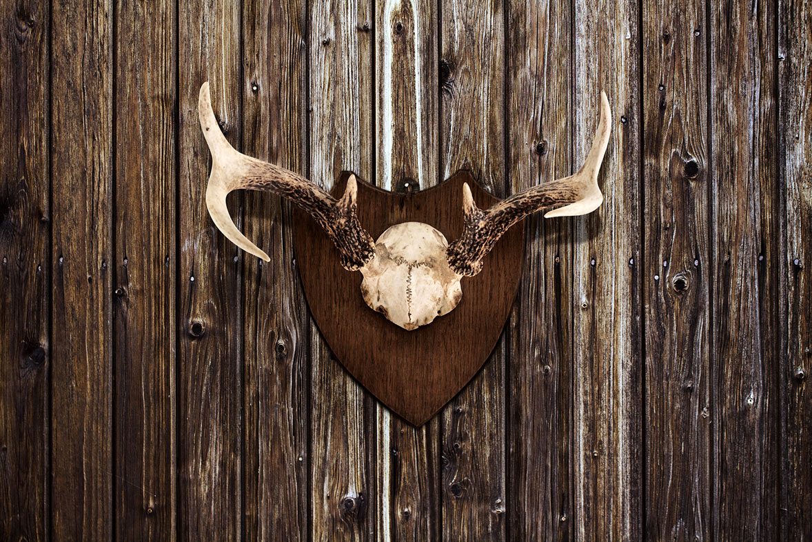 Ein kleines Geweih hängt an einer dunklen Holzbretterwand