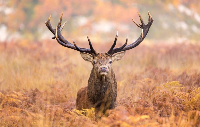 Ein Hirsch 12 Ender steht im Feld und zeigt sein Geweih. Arge BW Jagdhaftpflicht