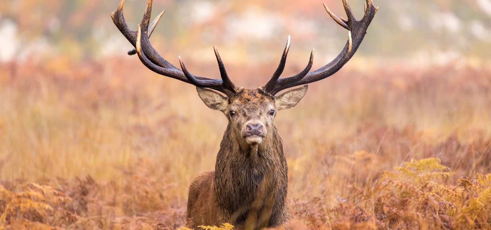 Ein Hirsch 12 Ender steht im Feld und zeigt sein Geweih. Arge BW Jagdhaftpflicht