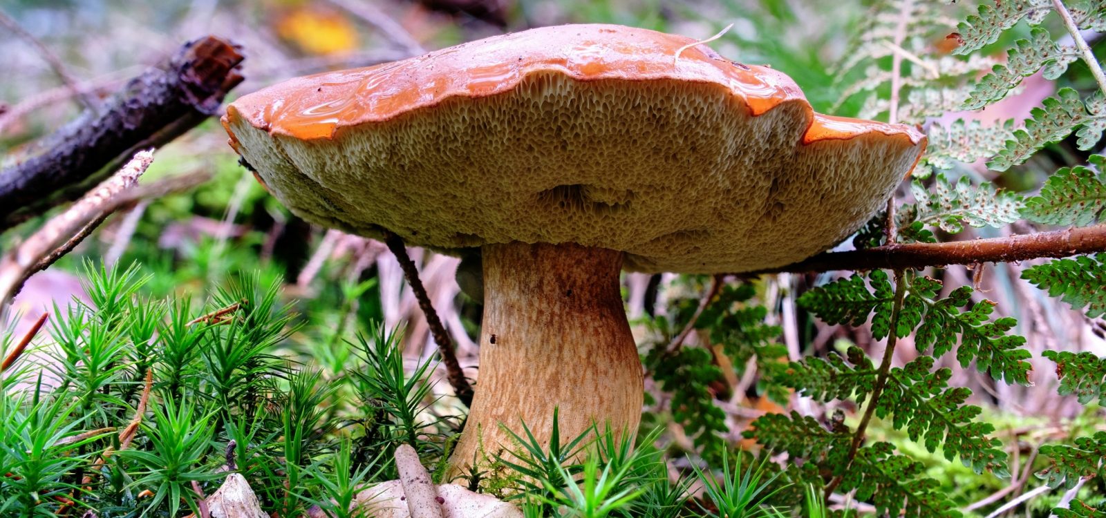 klaus-steinberg-PFEXHhWsIEk-unsplash