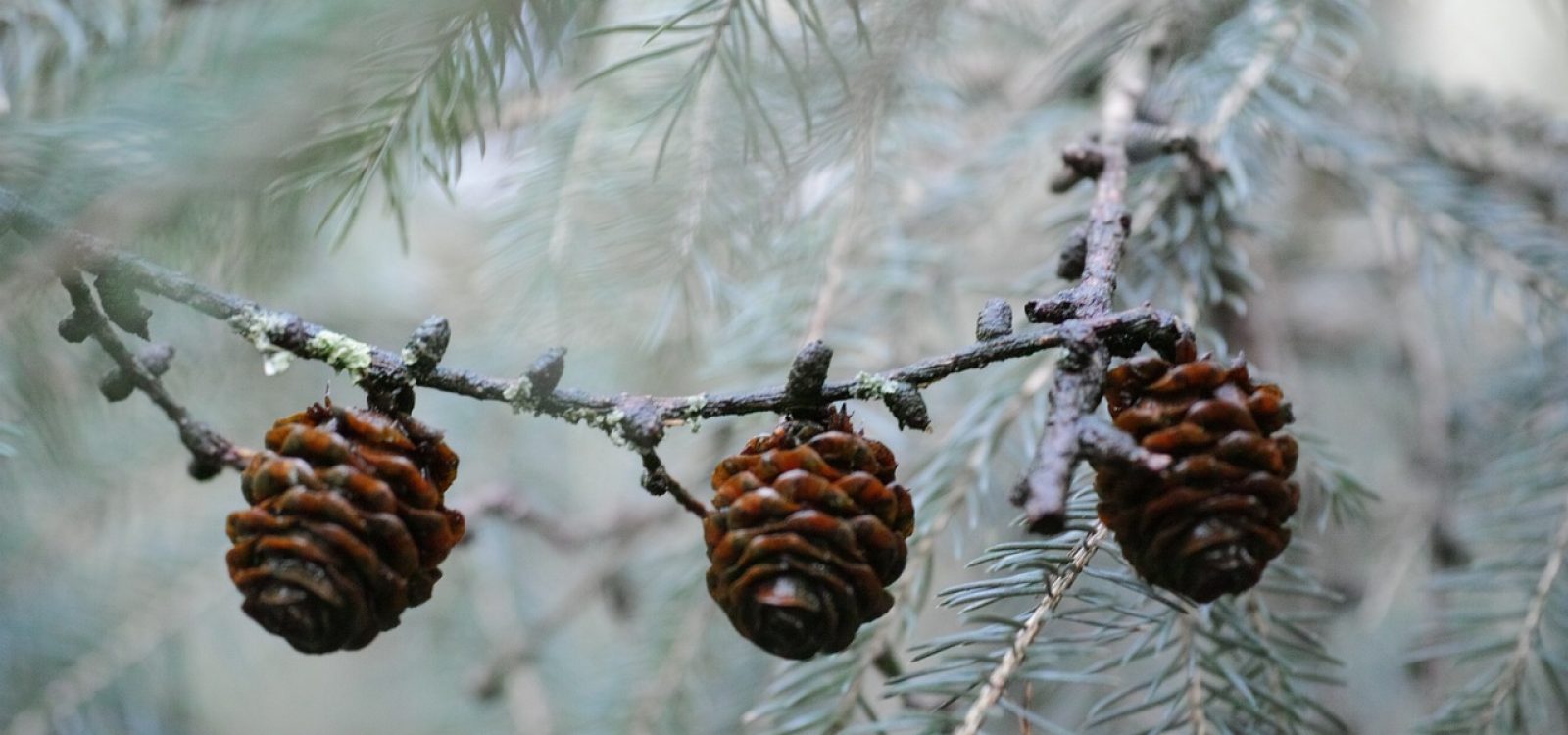 pinecone-4938315_1280